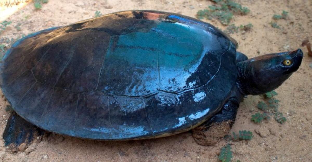 Cambodias 25 nearly-extinct Royal Turtles get new home